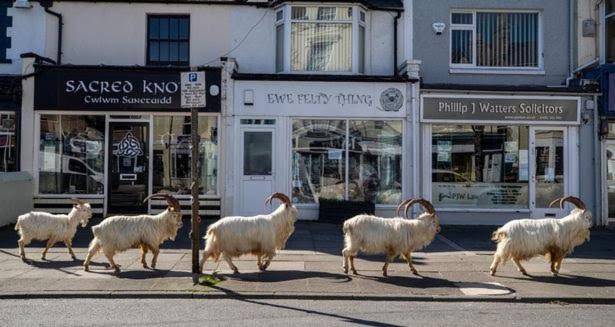 Conwy Pen Cefn Farm Holiday أبرجيل المظهر الخارجي الصورة