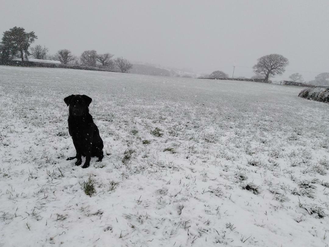 Conwy Pen Cefn Farm Holiday أبرجيل المظهر الخارجي الصورة
