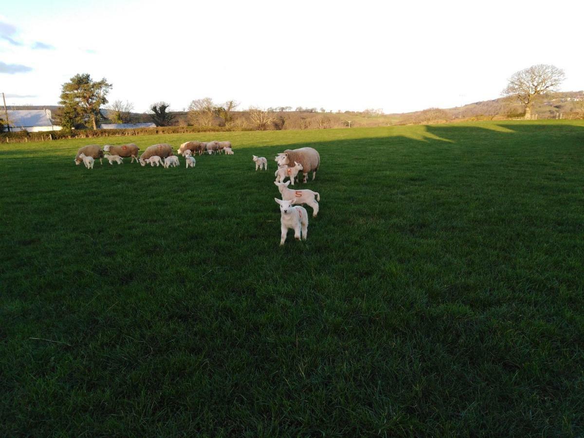 Conwy Pen Cefn Farm Holiday أبرجيل المظهر الخارجي الصورة